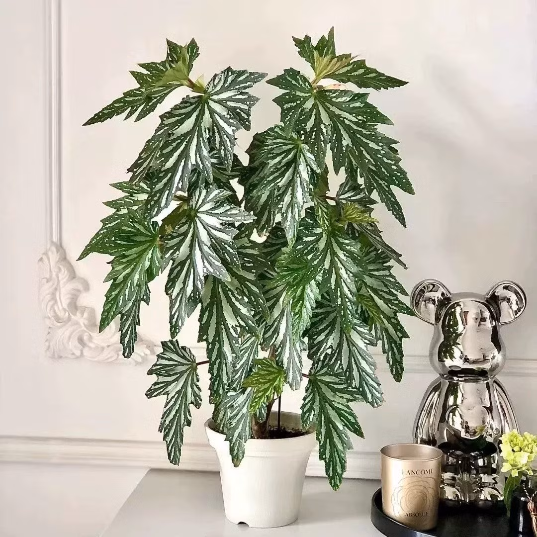 Cây có thể trồng trong nhà, ban công hoặc ngoài trời, đặc biệt phù hợp với những khu vực khí hậu ôn hòa, ít sương giá.
