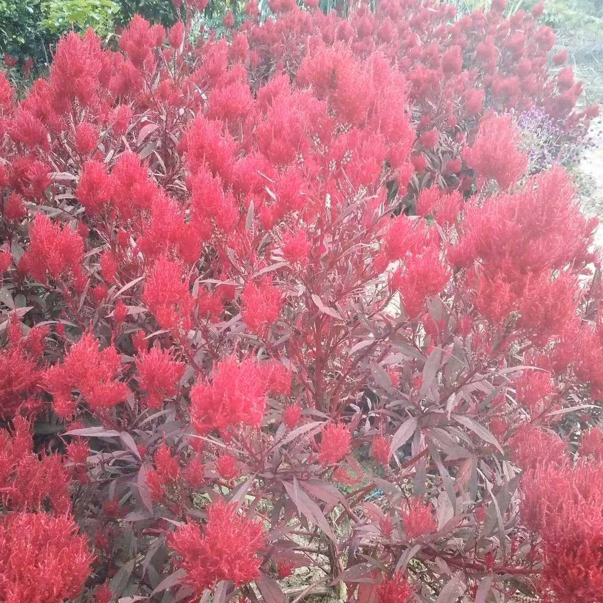 Một loài hoa đẹp và bền bỉ: Tên khoa học là Celosia argentea var. cristata, mào gà thuộc họ rau dền. Hoa có màu đỏ, hồng, vàng, cam, trắng – tươi sáng, độc đáo và lâu tàn.