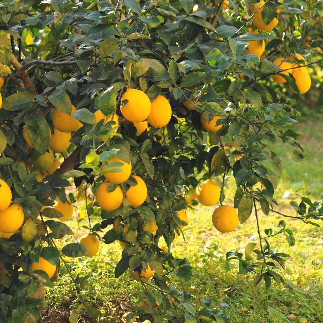 Chanh (Citrus lemon) có hoa trắng thơm ngát, quả vàng rực rỡ, lá xanh mướt – tất cả tạo nên một hình ảnh tươi mát, đầy sức sống, tựa như ánh nắng mặt trời.
