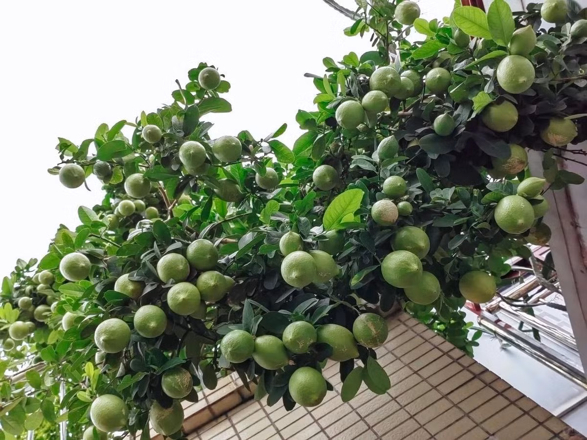 Dù trồng ở sân rộng hay chỉ một góc ban công nhỏ, cây chanh vẫn có thể phát triển xanh tốt và nhanh chóng mang đến quả trĩu cành.