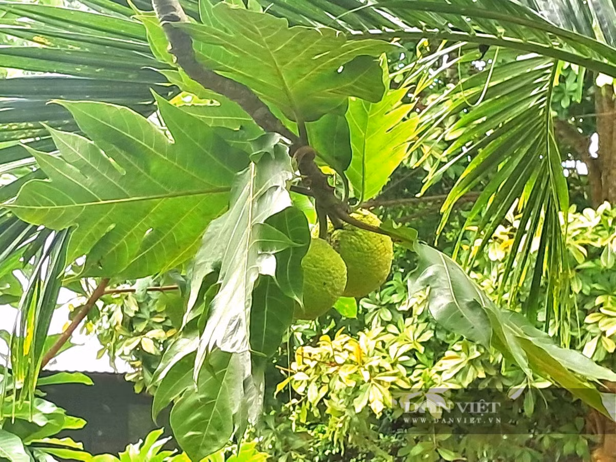 Lá cây xanh đậm, xòe rộng như những chiếc quạt gió khổng lồ, quả tròn xanh nhạt trĩu cành, vừa đẹp mắt vừa giàu giá trị dinh dưỡng.