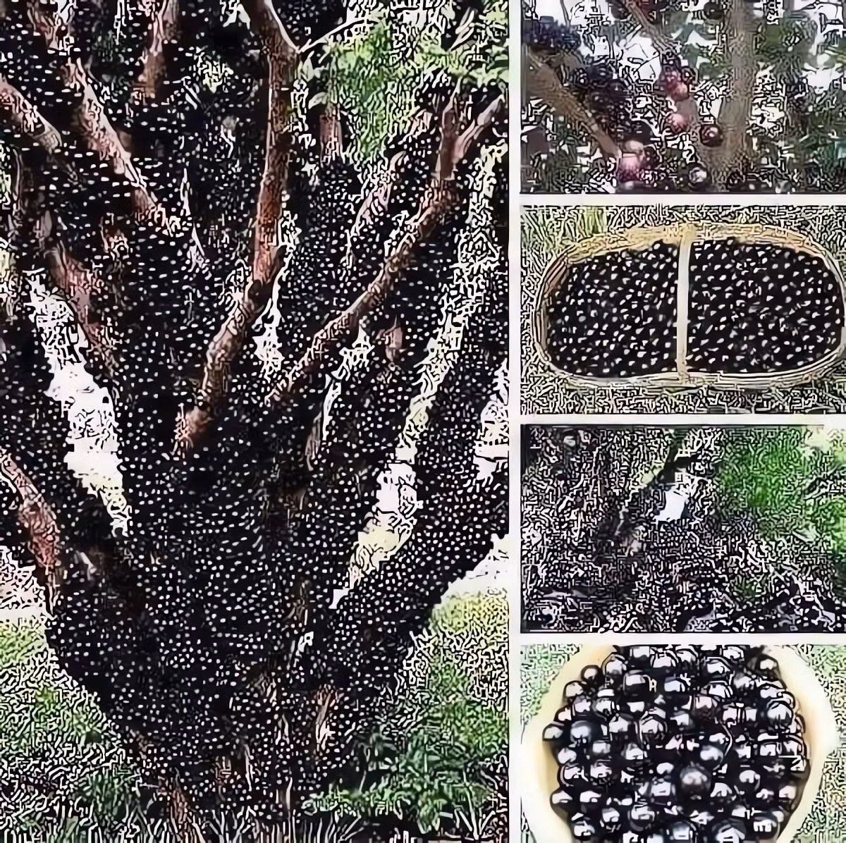  Đặc điểm thực vật hấp dẫn Nho thân gỗ có tên khoa học Plinia cauliflora, thuộc họ Myrtaceae. Quả mọc trên thân và cành già – hiếm có trong giới thực vật, nên rất được ưa chuộng.