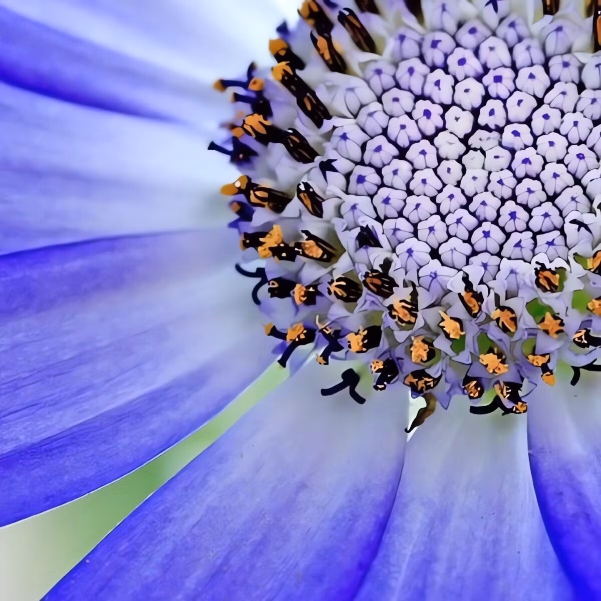 Senetti ưa ánh sáng mặt trời, đất thoát nước tốt và khí hậu mát mẻ. Chúng vẫn sống khỏe trong điều kiện nhiệt độ thấp tới 2°C – hiếm thấy ở nhiều loại cây cảnh khác.