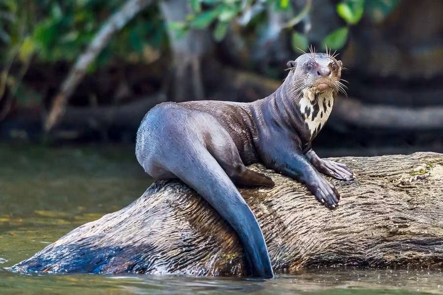 Rái cá lớn (Pteronura brasiliensis) dài 1 - 1,3m phân bố tại các lưu vực sông ở miền Bắc và miền trung của Nam Mỹ. Loài rái cá này cần 3 kg cá mỗi ngày để duy trì sự sống. Chúng chỉ còn chưa đầy 5.000 cá thể ngoài tự nhiên.