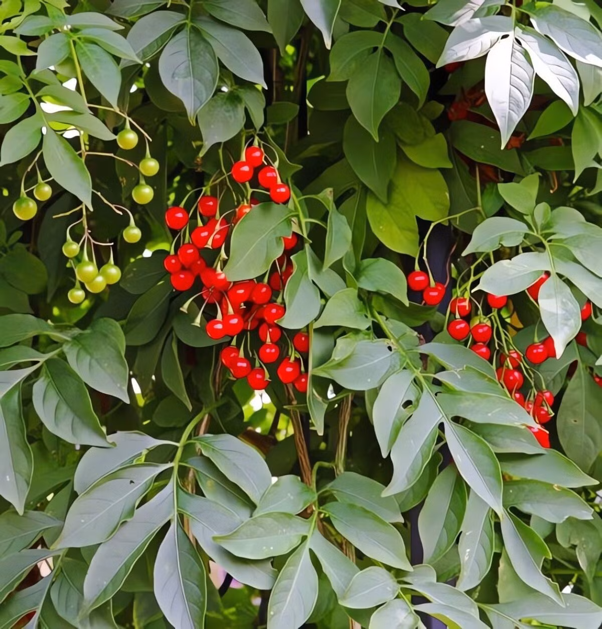 Có nguồn gốc từ vùng Caribe và Trung Mỹ, hoa tiêu nương còn được gọi bằng nhiều tên như Brazilian Nightshade, Blue Potato Vine, hay Italian Jasmine.