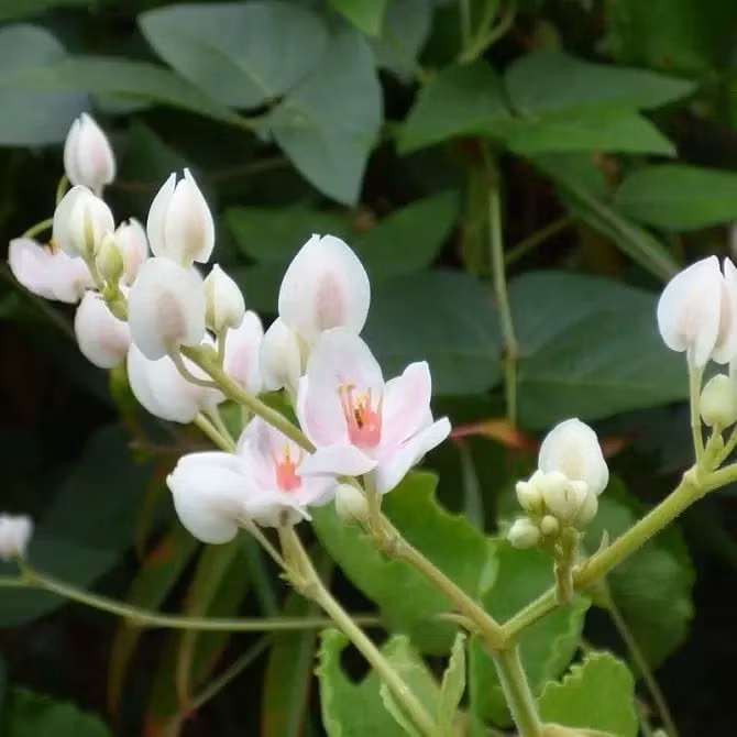 Không chỉ làm đẹp không gian, tigon còn giúp tăng vận tình cảm và hóa giải năng lượng xấu, đặc biệt hợp với người mệnh Kim và mệnh Thổ.