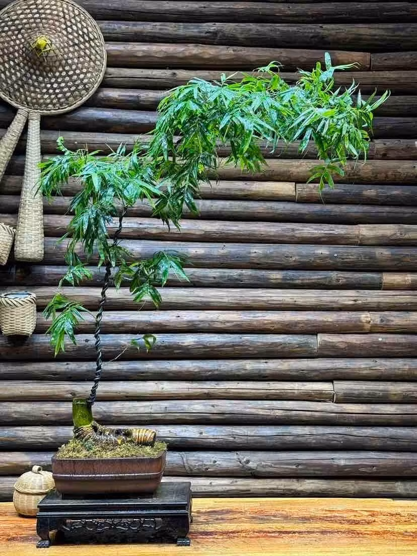 Tre còn mang ý nghĩa may mắn, giúp xua tan vận rủi và bảo vệ gia đình. Tuy nhiên, khi trồng cần lưu ý không để cây quá dày hoặc chắn trước cửa nhà.