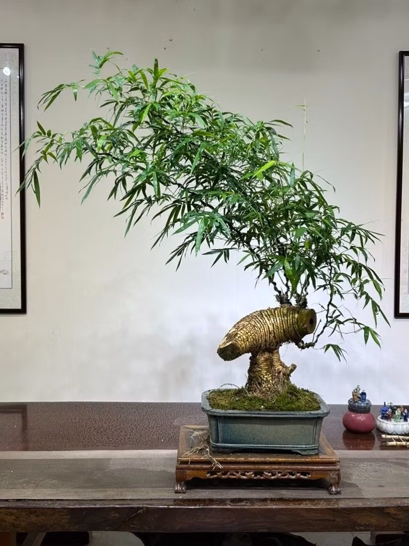 Khi phát triển đủ chiều cao, các cành tre tự uốn cong thành hình vòng cung duyên dáng, tạo nên điểm nhấn độc đáo cho không gian sống.