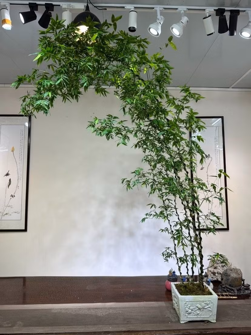 Tre bonsai dễ tạo dáng, gốc xù xì mang dấu vết thời gian và rất dễ chăm sóc. Nhiều người thích sưu tầm gốc tre lạ, chờ mầm mọc như một niềm vui an yên mỗi ngày.