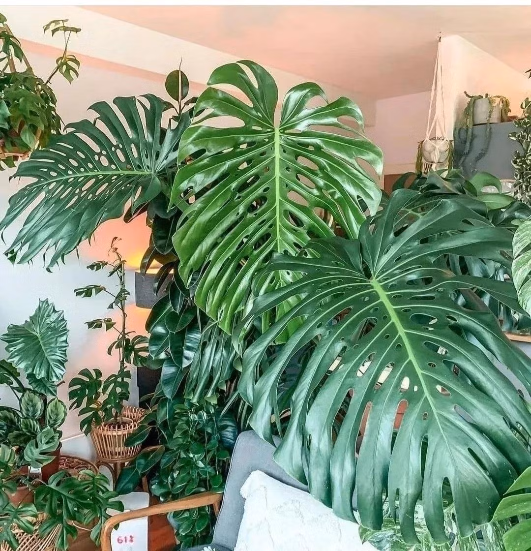Dễ chăm, dễ sống, dễ “gây nghiện”: Không cần quá cầu kỳ, Monstera vẫn tươi tốt quanh năm. Chỉ cần nắm được một vài nguyên tắc đơn giản, bạn sẽ có một chậu cây “sống khỏe – sống đẹp” suốt bốn mùa.