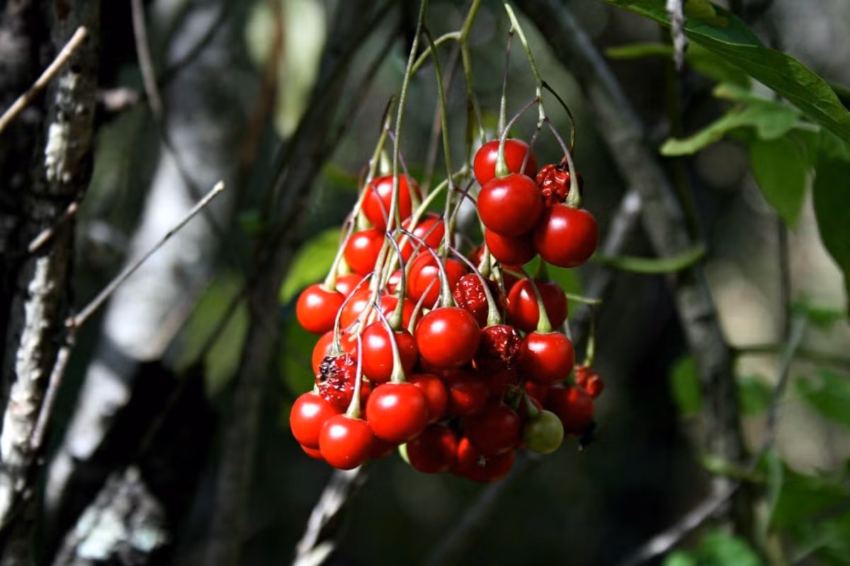 Đặc biệt, sau mùa hoa, tiêu nương kết trái xanh tròn như ngọc, khi chín đỏ rực như san hô, vừa đẹp vừa mang ý nghĩa tài lộc.