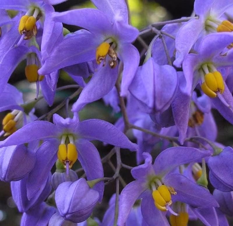 Tên khoa học “Solanum” gắn với ý nghĩa chữa lành – do từng được dùng trong các bài thuốc dân gian chữa bệnh ngoài da.