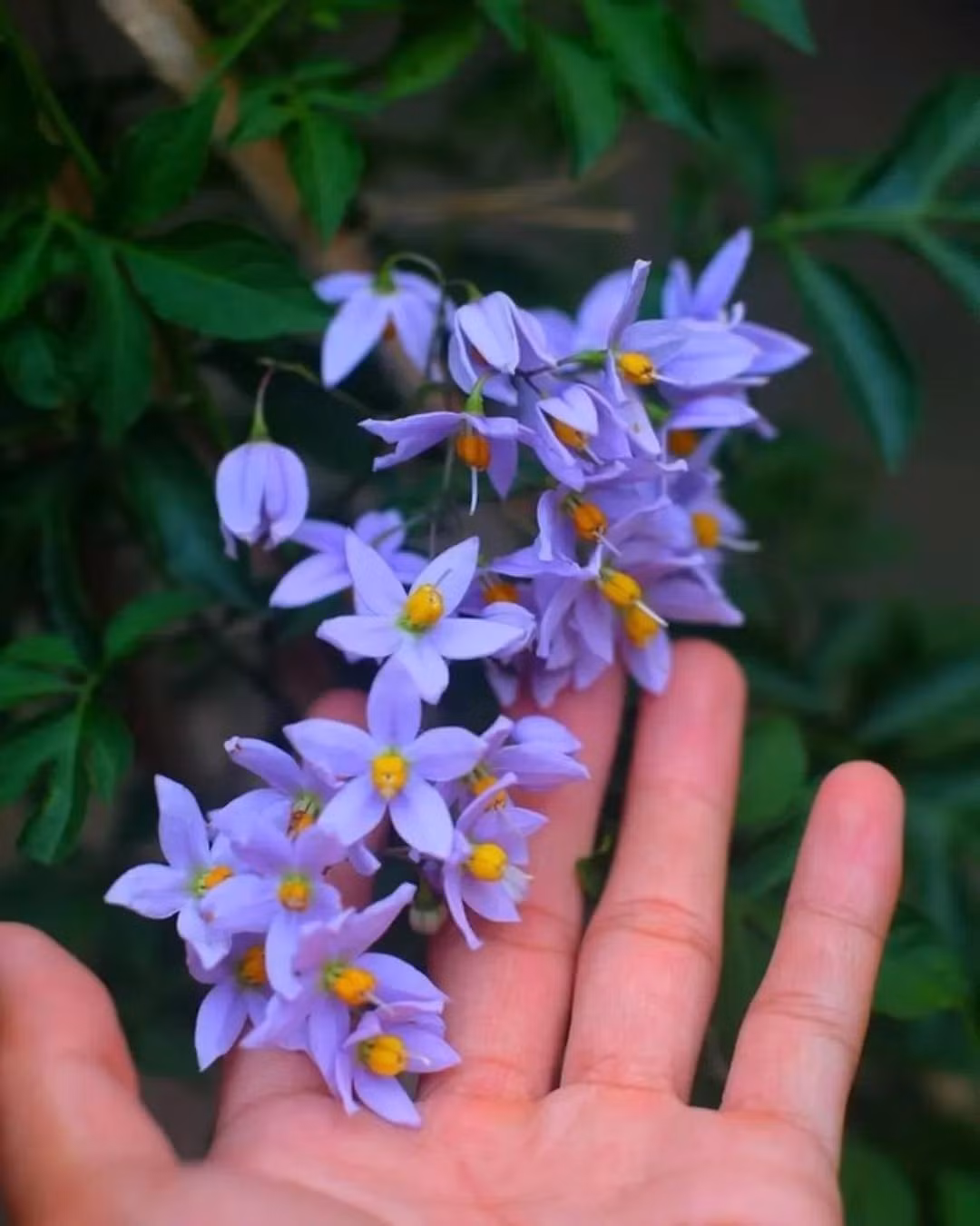 Trong phong thủy, hoa tiêu nương tượng trưng cho tình yêu vĩnh cửu, sự chữa lành, hòa hợp và thu hút năng lượng tích cực vào nhà.