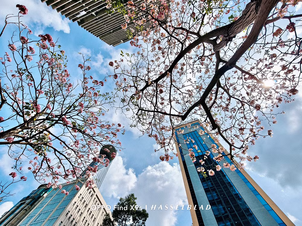 Điểm nhấn đáng chú ý nhất trên OPPO Find X9s nằm ở hệ thống camera được tinh chỉnh bởi Hasselblad, mang đến chất ảnh thiên về cảm xúc với màu sắc tự nhiên, chiều sâu tốt và khả năng tái hiện khung cảnh chân thực thay vì lạm dụng các thuật toán xử lý quá mạnh để tạo hiệu ứng bắt mắt.