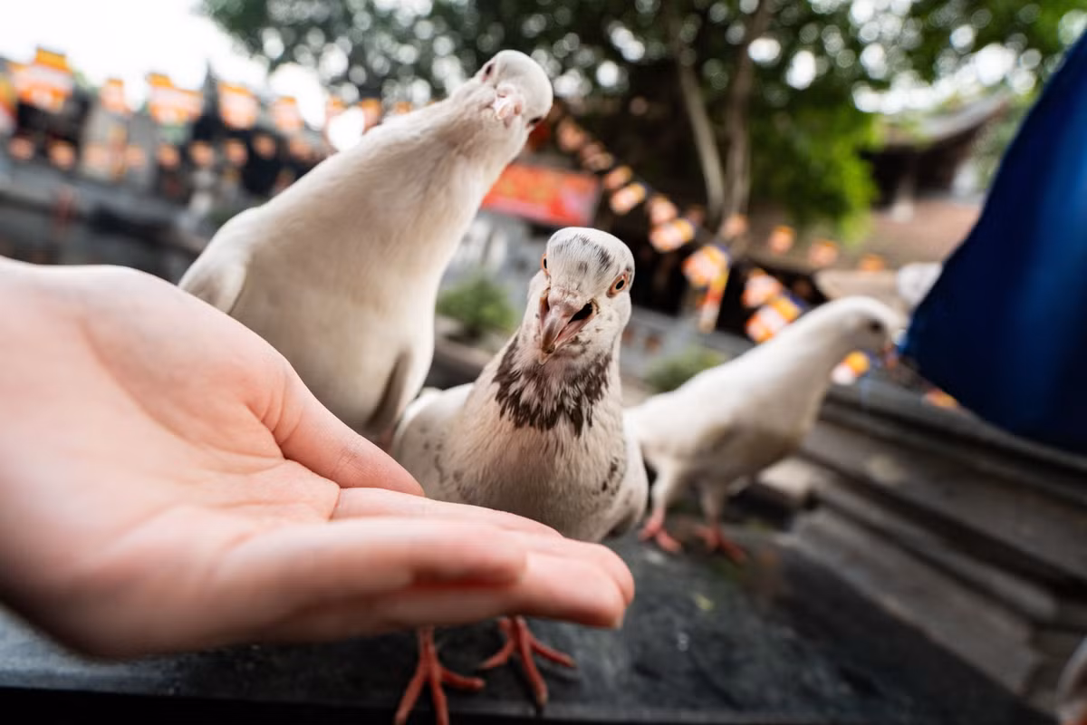 Theo quan niệm dân gian, việc cho cá, chim ăn hay thực hiện phóng sinh được xem là cách gieo duyên lành, tích phúc cho bản thân và gia đình. Với nhiều người trẻ, đây không chỉ là một nghi thức tín ngưỡng mà còn là cách gửi gắm mong ước về bình an, may mắn và những điều tốt đẹp trong năm mới sắp tới.