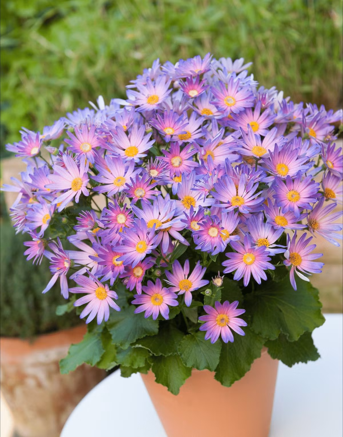 Cúc Senetti nổi bật với sắc hoa đa dạng, quyến rũ và hiếm có. Loài cây cảnh này nhanh chóng trở thành xu hướng trồng cây cảnh phong thủy được yêu thích năm 2025.