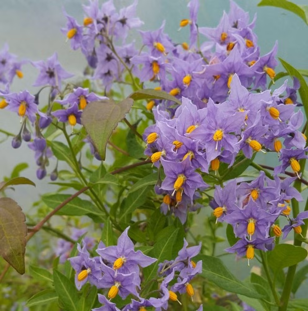 Thuộc họ Cà (Solanaceae), loài cây này là họ hàng xa với cà chua, cà tím, khoai tây nên hoa có hình dáng khá tương đồng.