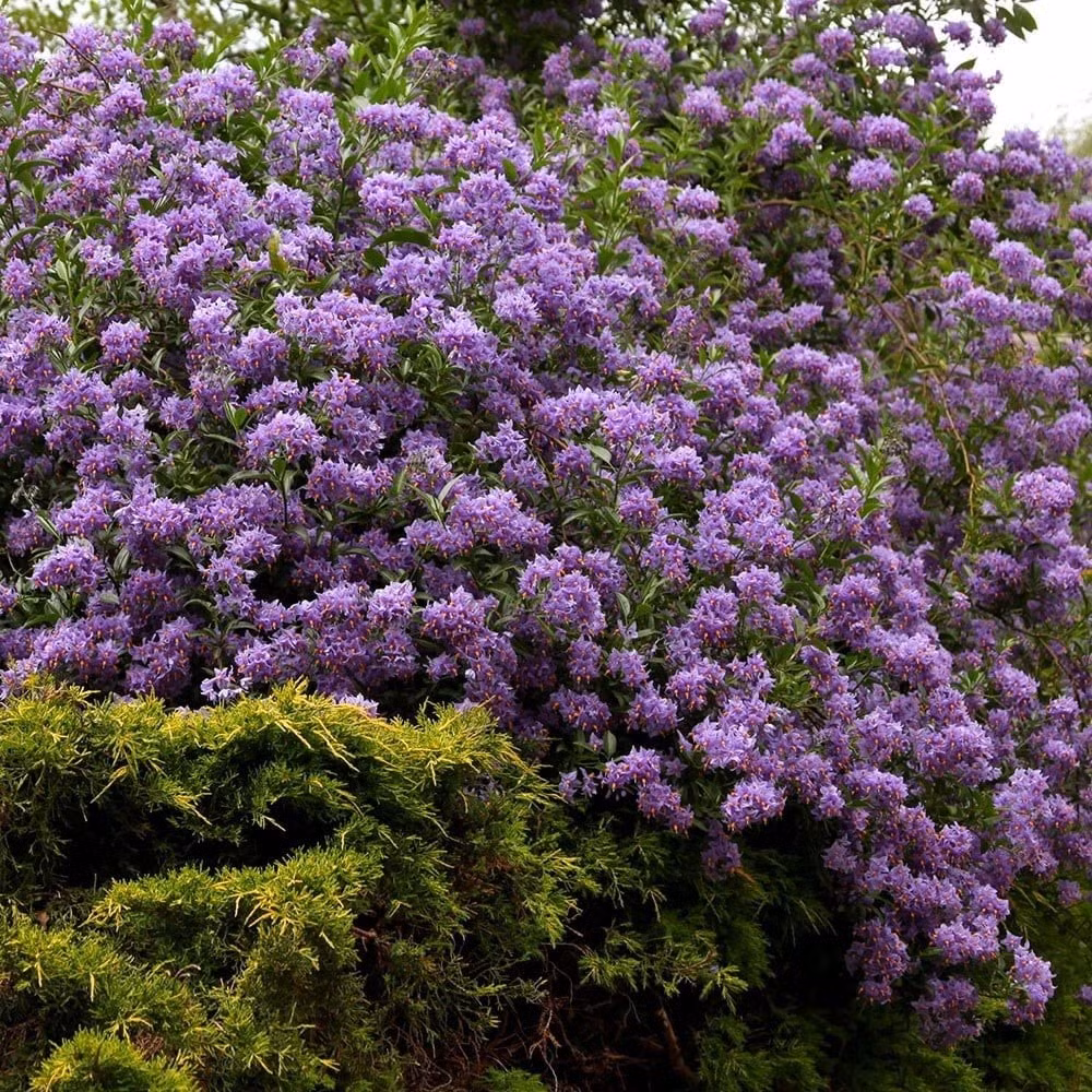 Chúng có cái tên khiến người ta tò mò: khoai tây Chile tím, hay còn gọi là Solanum crispum "Glasnevin".