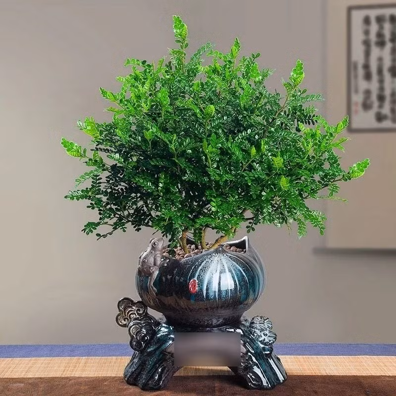 2. Thanh hương mộc – Máy lọc không khí tự nhiên. Cây có dáng thanh tao, lá tỏa ra mùi thơm cay nhẹ, rất hợp đặt trong nhà bếp để hút mùi dầu mỡ và khử khí độc trong không gian sống.