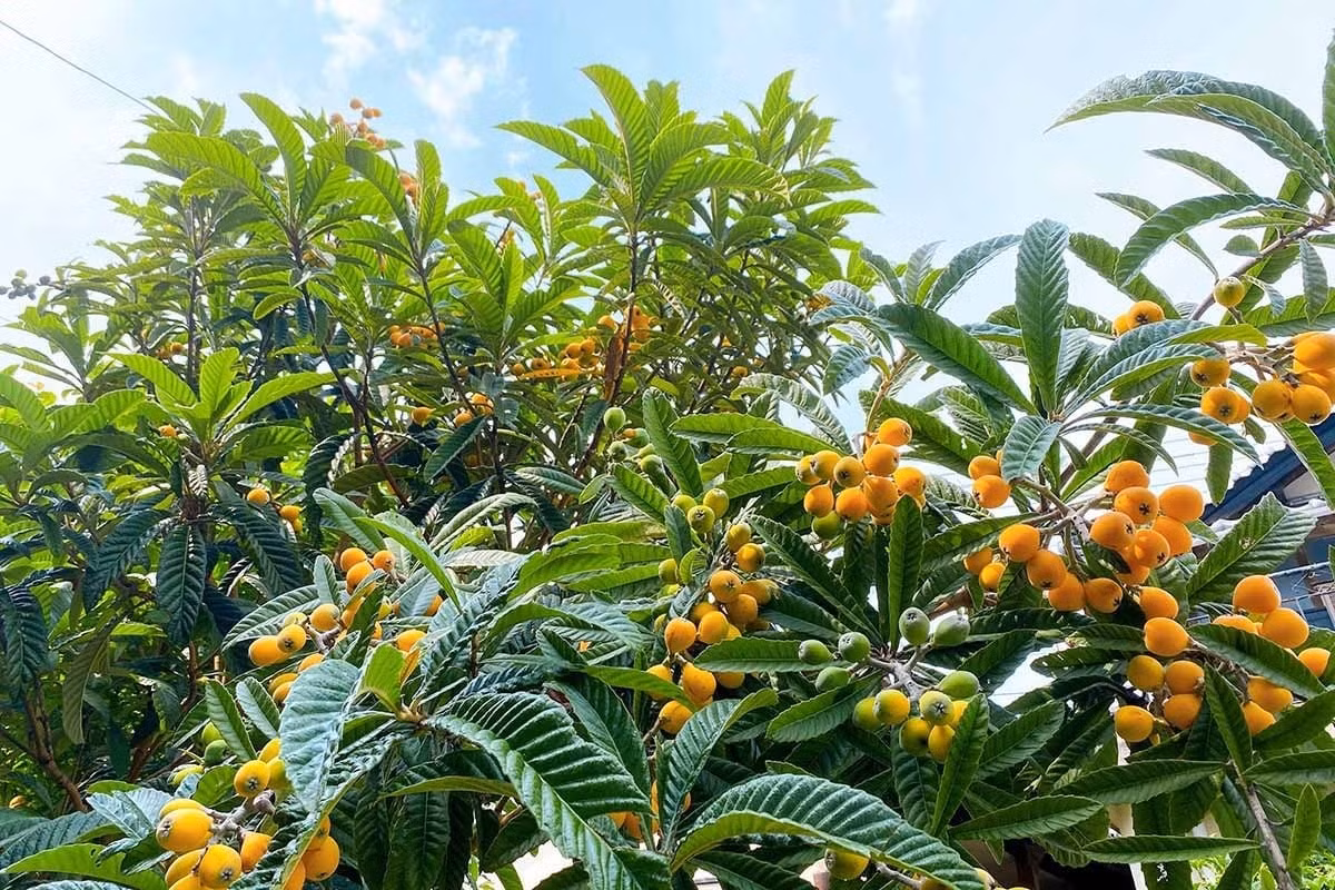 Loại cây này ưa nơi ấm áp, nhiều ánh sáng, nhưng vẫn chịu được lạnh và có thể sống tốt trong chậu. Ngoài giá trị thẩm mỹ, sơn trà còn giúp thanh lọc không khí và điều hòa nhiệt độ, là cây cảnh cao cấp thích hợp cho mọi không gian.