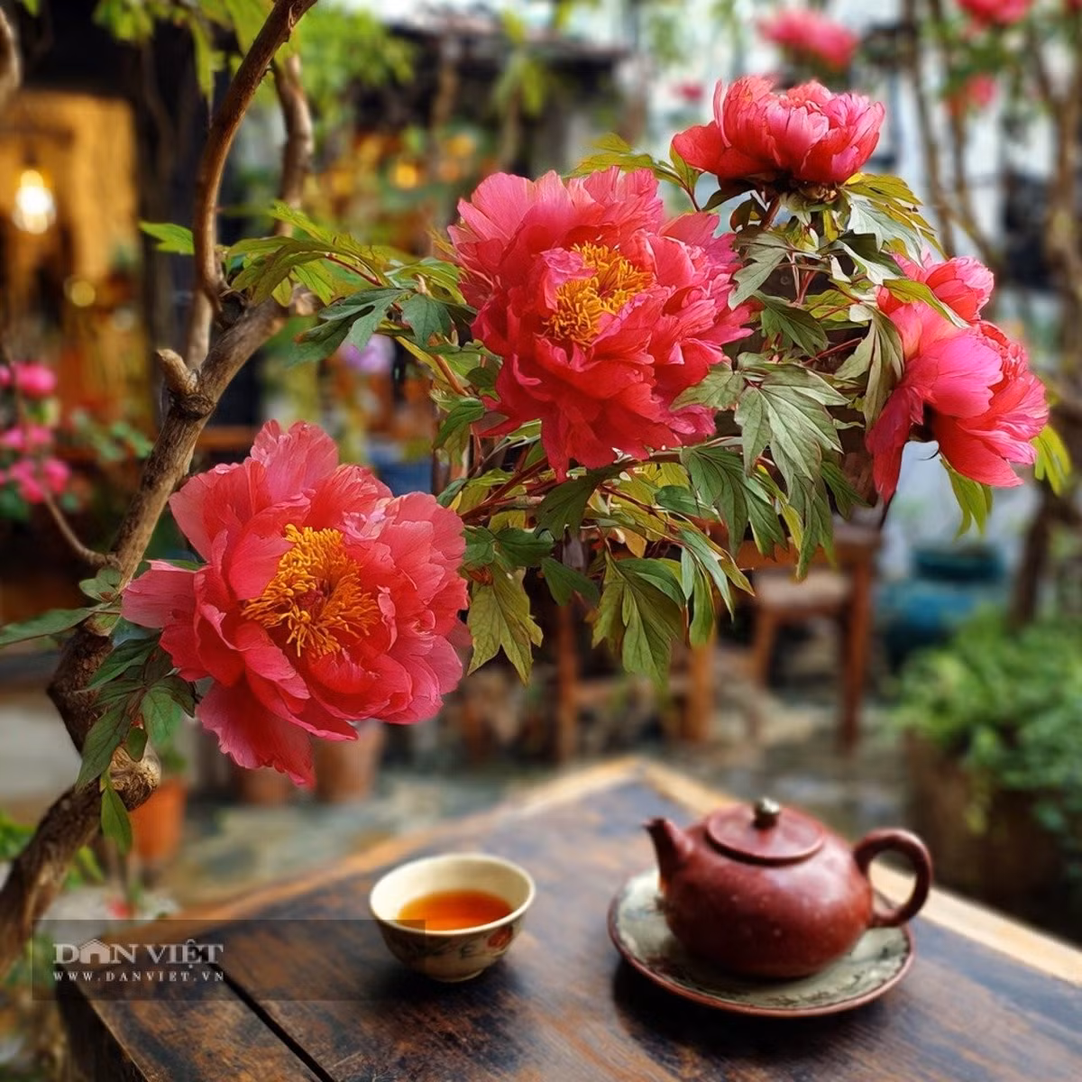 1. Cây cảnh: Mẫu đơn. Mẫu đơn từ xưa đã được xem là biểu tượng của sang trọng, quyền quý và vẻ đẹp cao nhã. Nhờ màu sắc rực rỡ, hình dáng kiêu hãnh và hương thơm quyến rũ, loài hoa này được mệnh danh là “bông hoa phú quý”, tượng trưng cho giàu có và thịnh vượng.