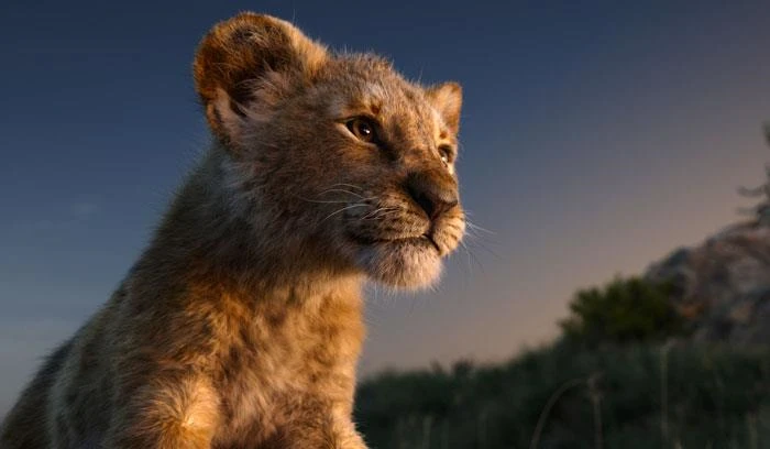 Gặp gỡ Bahati, "vua sư tử" Simba ngoài đời thực