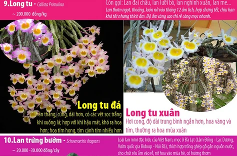 10 loại lan rừng quý hiếm được ưa chuộng tại Việt Nam