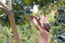Bắc Ninh xúc tiến, kết nối thị trường tiêu thụ trái cây chủ lực