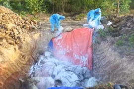 Lâm Đồng quyết liệt ngăn dịch tả heo châu Phi lây lan diện rộng.