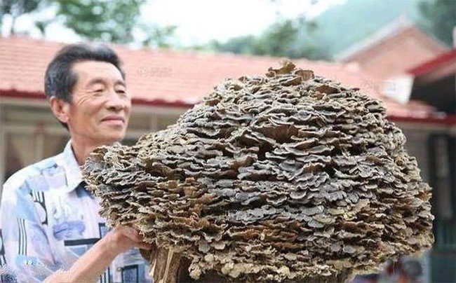 Đi hái thuốc, lão nông Trung Quốc tìm thấy “báu vật” trời ban