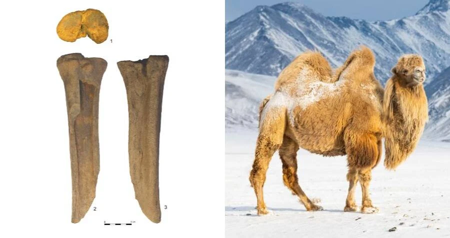 Bằng chứng gây sốc về “quái vật” khủng sống ở sa mạc Gobi