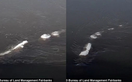 Nóng: Quái vật hồ Loch Ness có “anh em” trú ngụ ở Alaska?