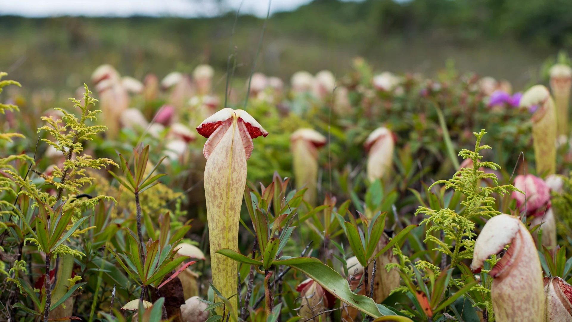 Giải mã loài cây trông giống “của quý” đang gây sốt ở Campuchia