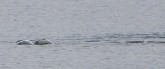 Ảnh mới nhất về quái vật hồ Loch Ness khiến dân tình sốt xình xịch