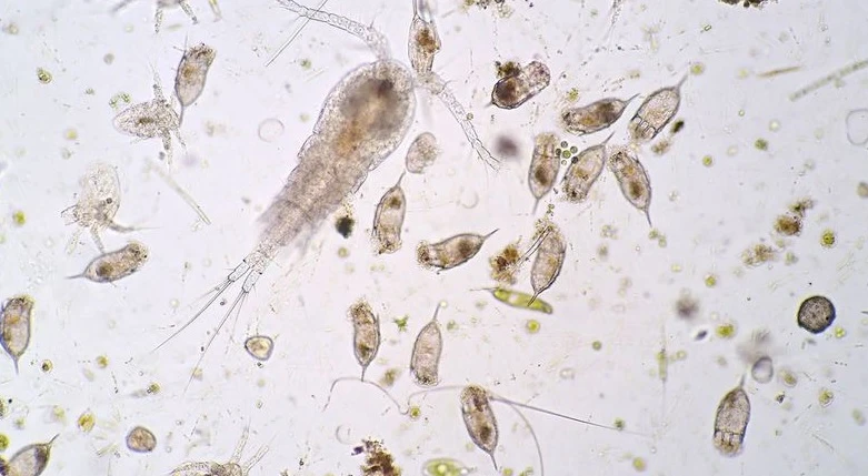 Virus lạ vừa lai tạo đang lan rộng đại dương, chuyên gia "bối rối"