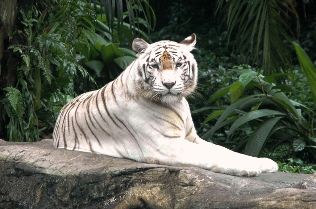 Hổ Bengal sinh 7 con tại Việt Nam: Loài "quý như vàng" trong sách Đỏ!