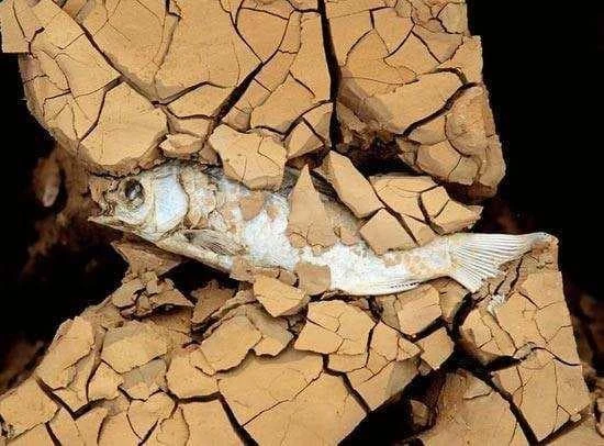 Loài cá giỏi diễn kịch nhất hành tinh: "Giả chết” 5 năm để sinh tồn 