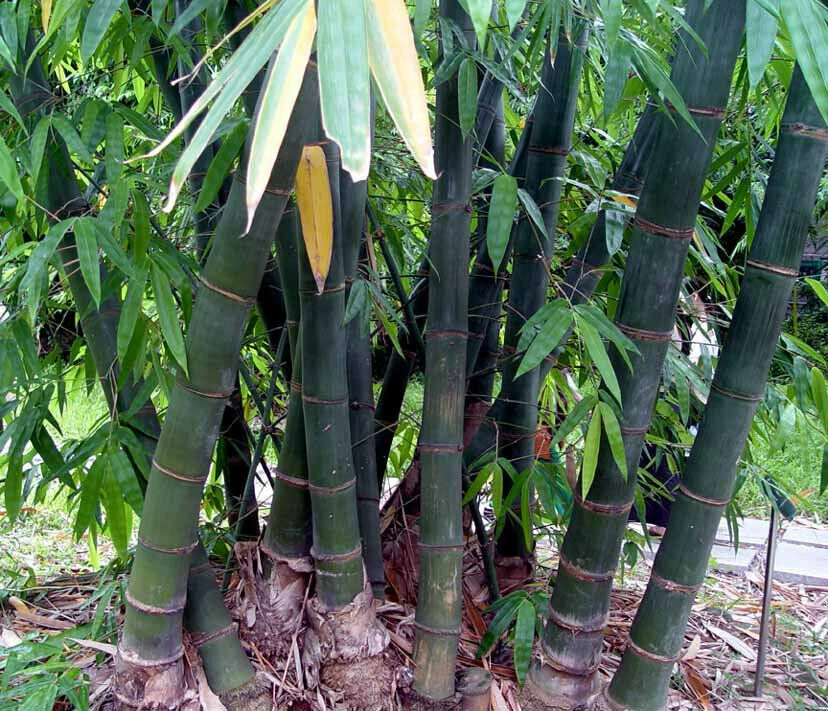 Độc đáo loài tre mệnh danh Tre Rồng: Việt Nam cũng có!