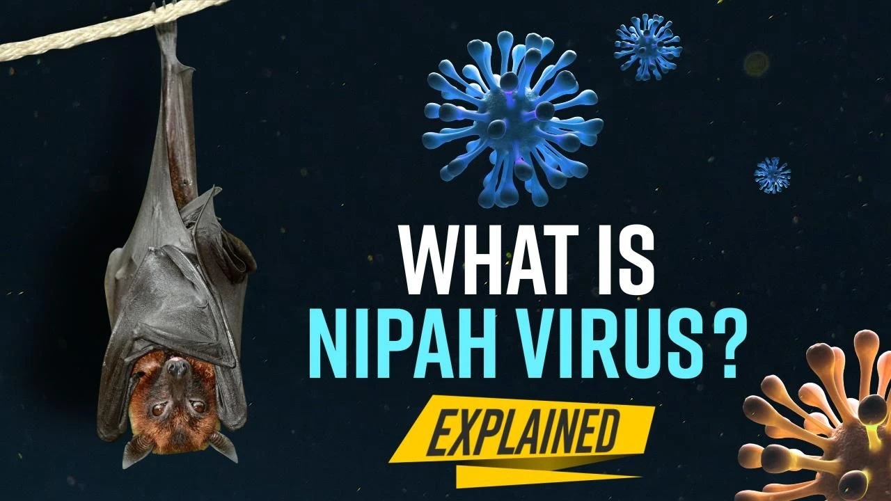 Virus Nipah bùng phát: Nguy hiểm hơn "tử thần" SARS-CoV-2?