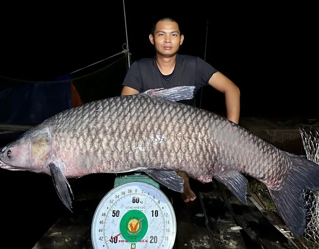 Cá trắm hơn 40 kg và loạt thủy quái khủng sa lưới cần thủ Việt