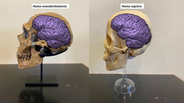 Vì sao người Neanderthal huyền thoại đột ngột biến mất khỏi Trái đất?