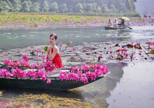 Ngắm mùa hoa súng nở rộ, khám phá nét thu lãng mạn ở Ninh Bình