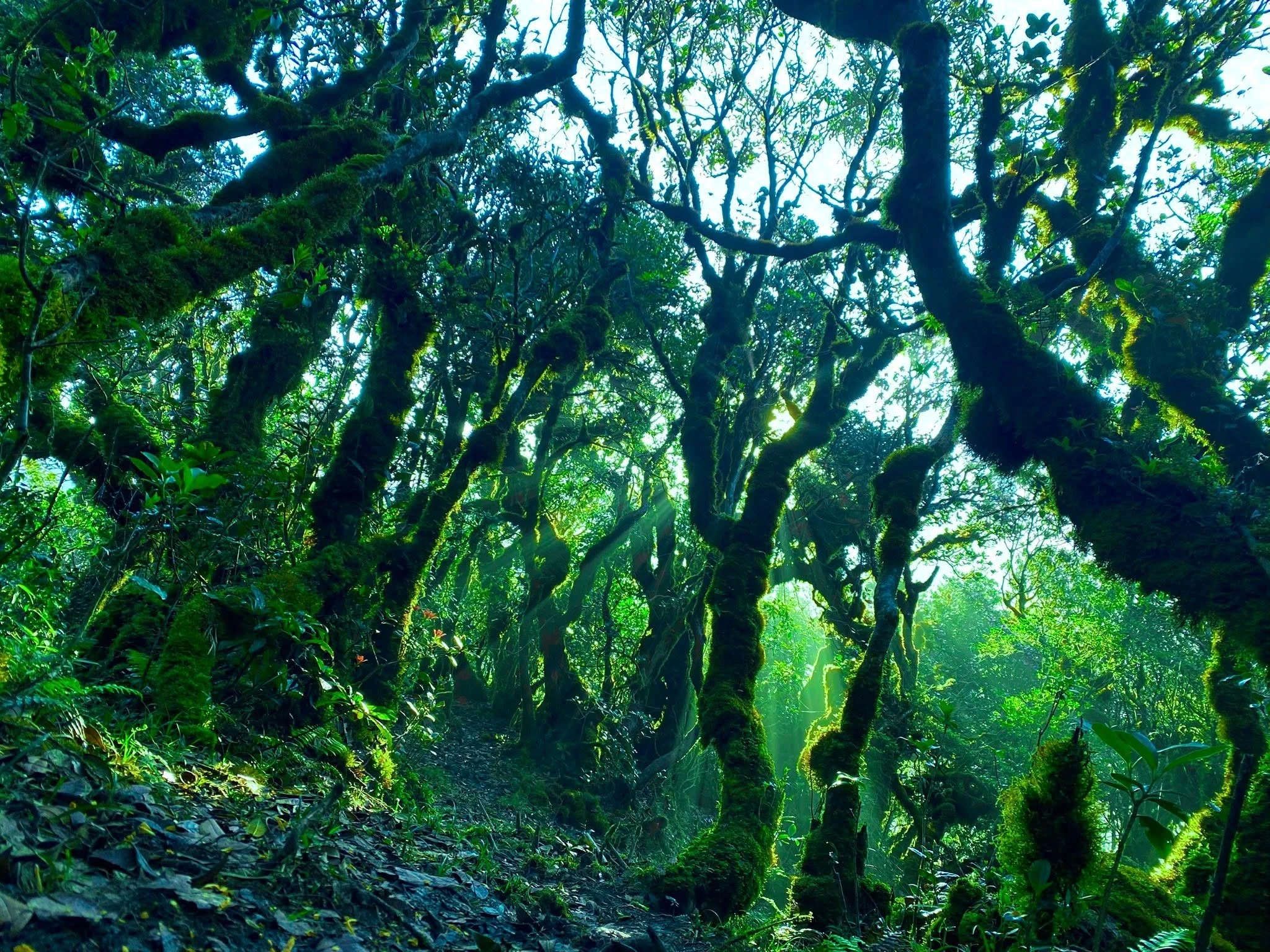 Rừng cổ thụ rêu xanh Nậm Nghẹp điểm trekking mê hoặc du khách yêu thiên nhiên