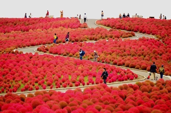 Đồi Kochia đỏ rực 'biển lửa' cuốn hút du khách tại Nhật Bản
