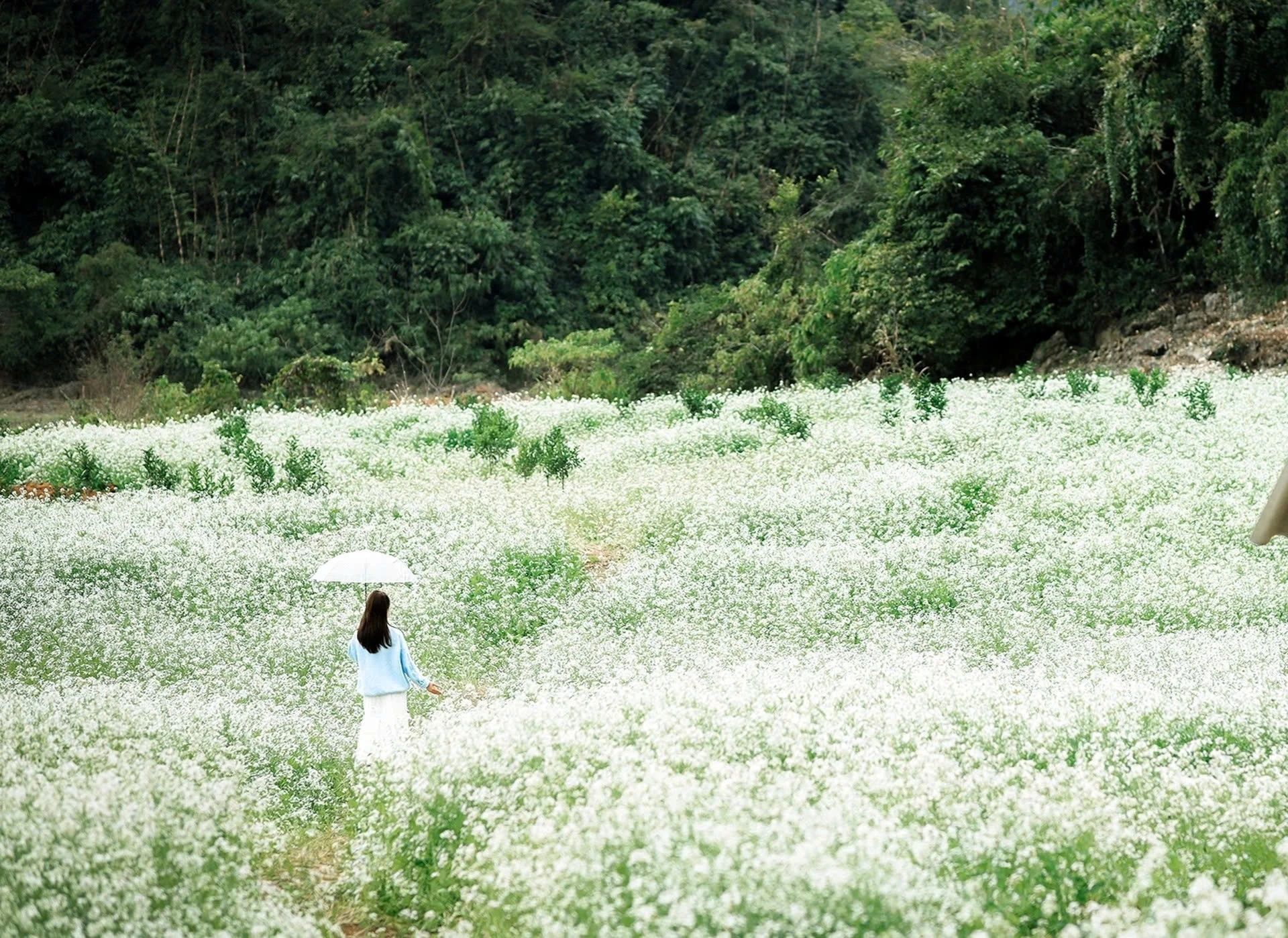 Mộc Châu mùa cải trắng tấm áo tinh khôi phủ kín cao nguyên, níu chân du khách