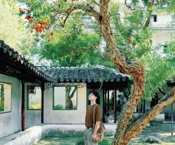 Cây lựu trăm tuổi đỏ rực giữa trời thu Tô Châu hút du khách thập phương
