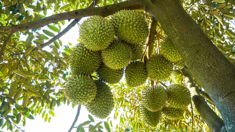 sau-rieng.jpg
