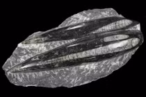 Orthoceras- “tàu ngầm sống” thống trị đại dương hơn 400 triệu năm trước