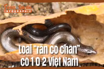 [INFOGRAPHIC]: Loài “rắn có chân” có 1-0-2 Việt Nam