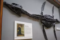 Mary Anning: Cô gái nghèo đã hồi sinh loạt 'quái vật biển' 200 triệu năm tuổi